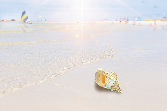 Honeymoon-Island-0676shell-
