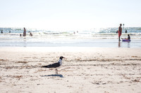 Clearwater-beach-FL-2430.jpg