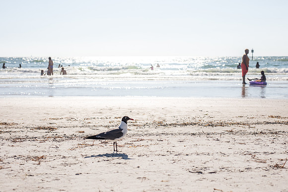 Clearwater-beach-FL-2430.jpg