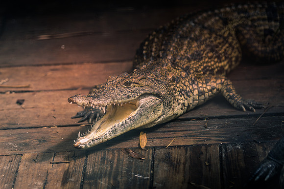 Wild Florida Airboats & Gator Park