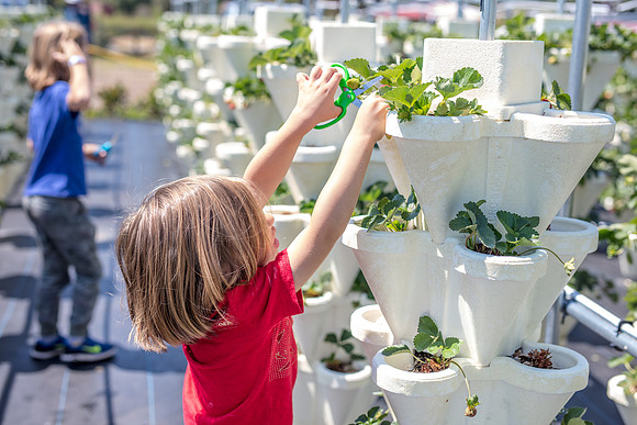 Strawberry-Farm-Orlando-3092
