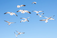 Clearwater-beach-FL-2321.jpg