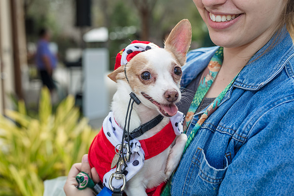 Celebration-Posh-Pooch-2332