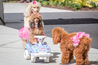 Celebration_Posh_Pooch-0212.jpg