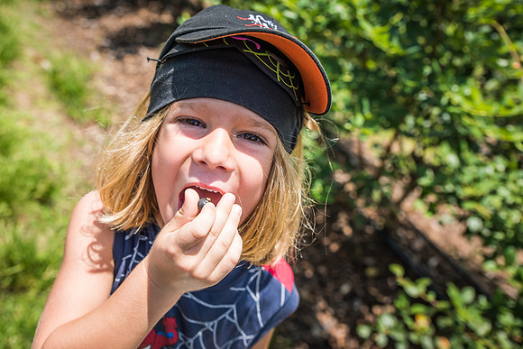Southern-Hills-Blueberry-Farm-1389.jpg