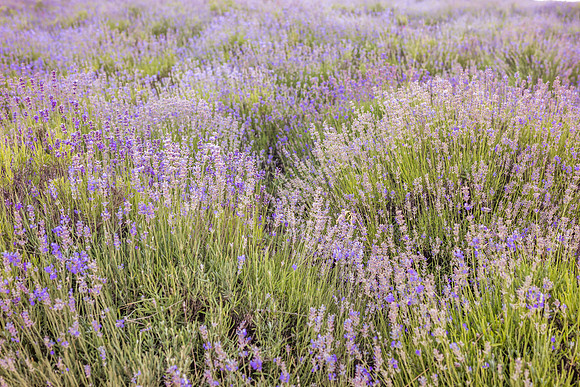 Crimea-Jeep-Tour-Lavanda-9220