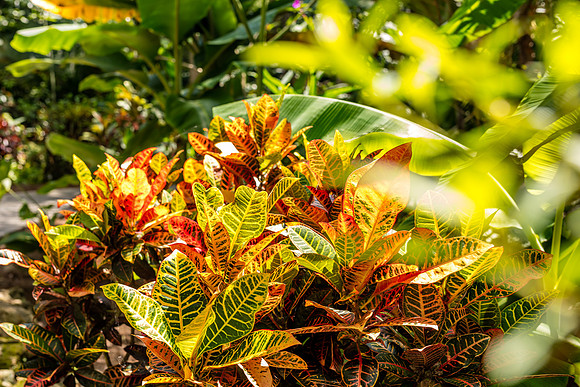 Leu Gardens Orlando