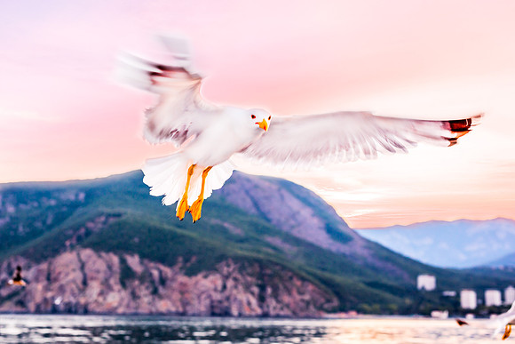Crimea-Alushta-Yalta-9657gull-