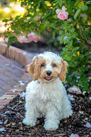 20251108 - LL- Valerie Peralta - Pet Portraits