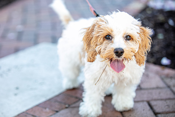 _MG_6468-