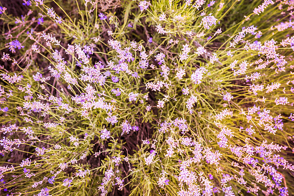 Crimea-Jeep-Tour-Lavanda-9208
