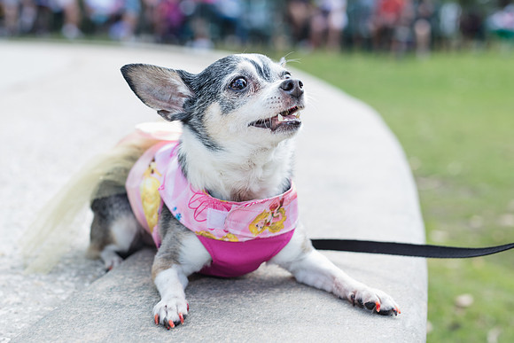 Celebration-Posh-Pooch-2339
