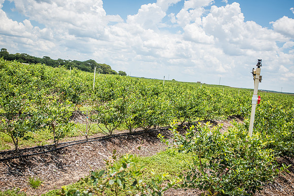 Southern-Hills-Blueberry-Farm-1395.jpg