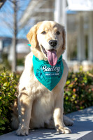 20260221-Bailey-Paws-of-Hope-5839