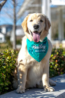 20260221-Bailey-Paws-of-Hope-5837-