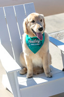 20260221-Bailey-Paws-of-Hope-5840