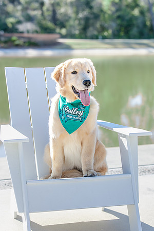 20260221-Bailey-Paws-of-Hope-5852