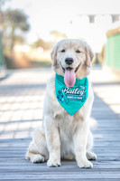20260221-Bailey-Paws-of-Hope-5866