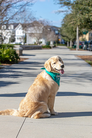 20260221-Bailey-Paws-of-Hope-5857