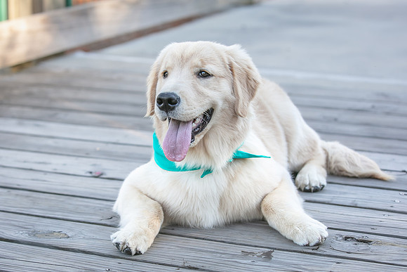 20260221-Bailey-Paws-of-Hope-5881