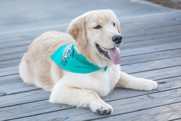 20260221-Bailey-Paws-of-Hope-5882