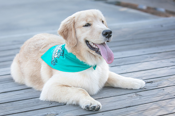 20260221-Bailey-Paws-of-Hope-5884