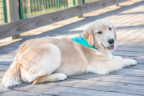 20260221-Bailey-Paws-of-Hope-5886