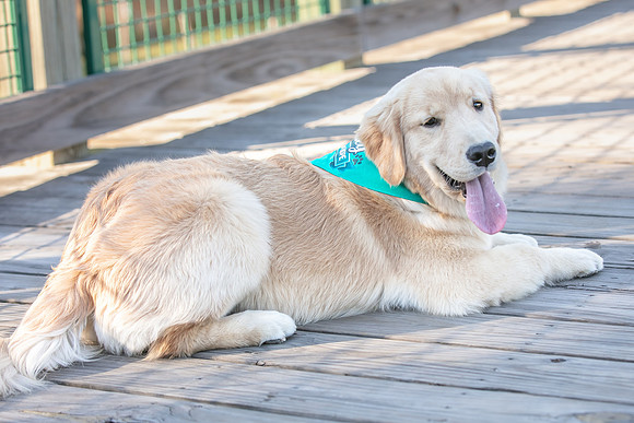 20260221-Bailey-Paws-of-Hope-5887