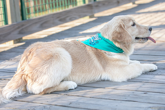 20260221-Bailey-Paws-of-Hope-5889