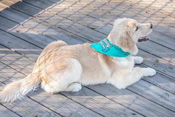 20260221-Bailey-Paws-of-Hope-5892
