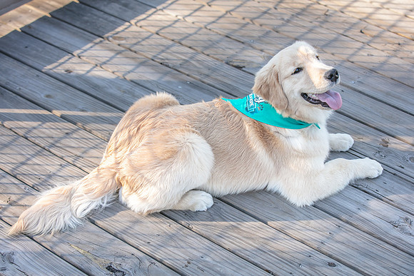 20260221-Bailey-Paws-of-Hope-5894
