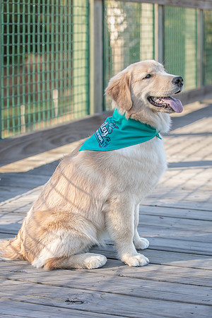 20260221-Bailey-Paws-of-Hope-5896