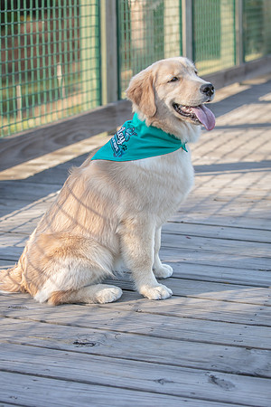 20260221-Bailey-Paws-of-Hope-5897
