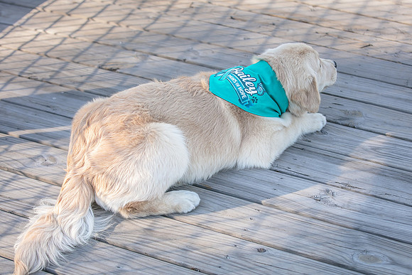 20260221-Bailey-Paws-of-Hope-5899