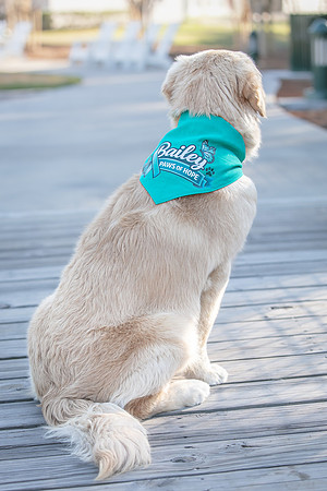 20260221-Bailey-Paws-of-Hope-5903
