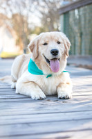 Bailey - Paws of Hope