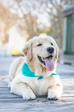 20260221-Bailey-Paws-of-Hope-5916-