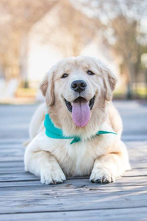 20260221-Bailey-Paws-of-Hope-5917