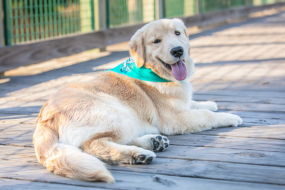 20260221-Bailey-Paws-of-Hope-5921