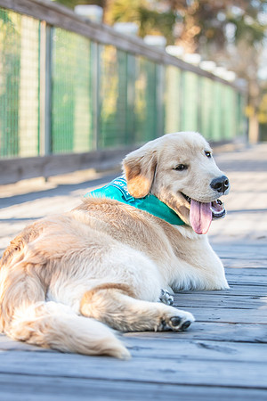 20260221-Bailey-Paws-of-Hope-5927