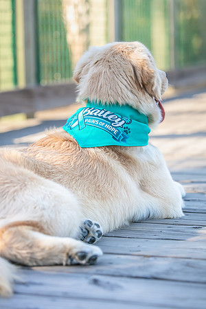 20260221-Bailey-Paws-of-Hope-5925