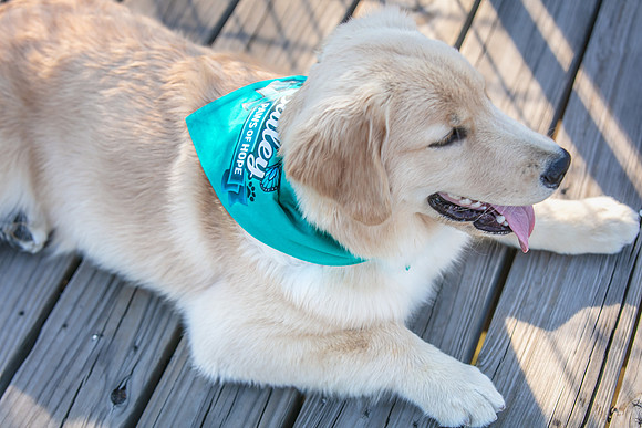 20260221-Bailey-Paws-of-Hope-5933-