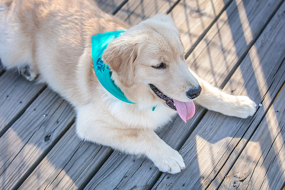 20260221-Bailey-Paws-of-Hope-5931-