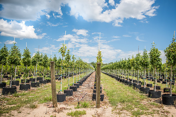 Southern-Hills-Blueberry-Farm-1435.jpg