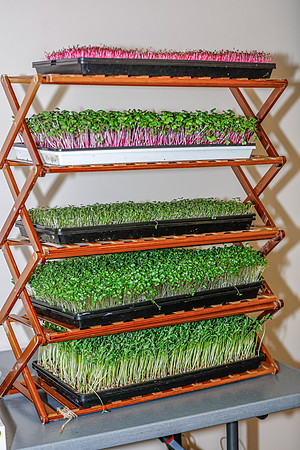 20260324-Plant-Prana-Wellness-Workshop-9413