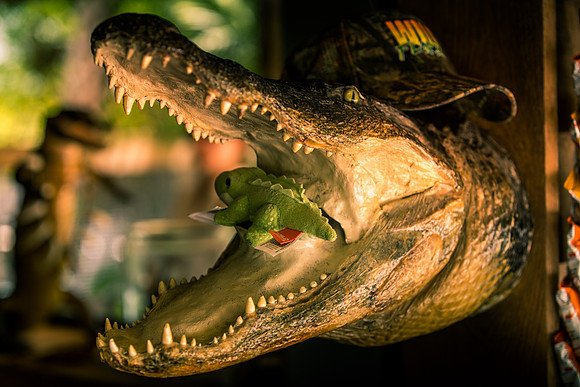 Wild Florida Airboats & Gator Park