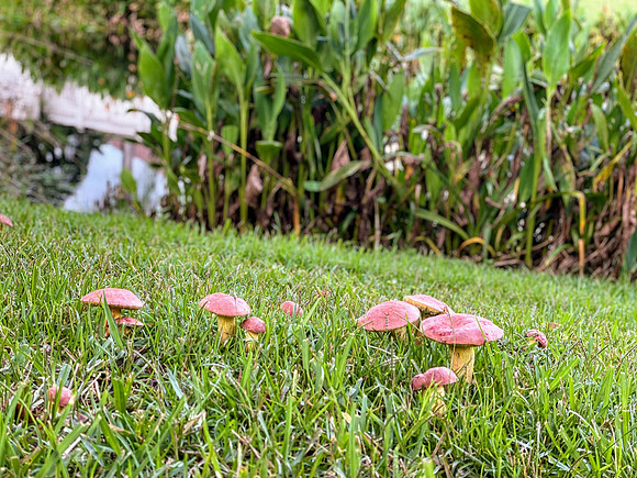 Celebration-nature_2774
