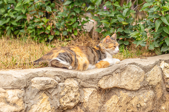 Crimea-Sevastopol-8828cat