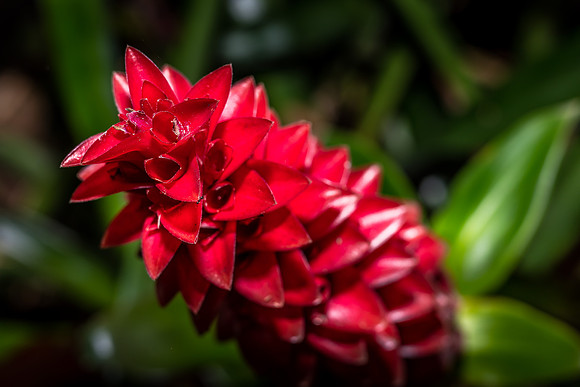 Leu Gardens Orlando