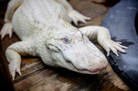 Wild Florida Airboats & Gator Park